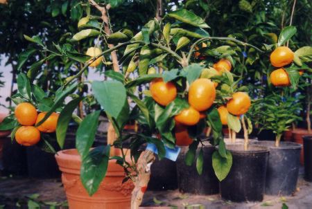 Click picture to see overview of my citrus