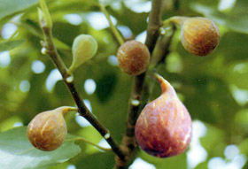 Click picture for an overview of my figs