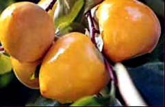 Click picture for an overview of my persimmons