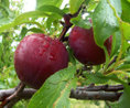 Click picture for an overview of my plums