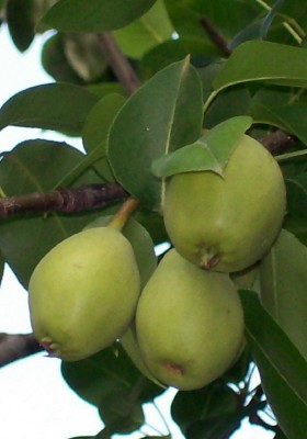 Click picture for an overview of my apples and pears