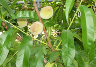 Click her for an overview of my peaches and nectarines